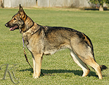 German Shepherd female  Djana