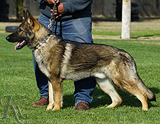 trained personal protection german shepherd dog for sale