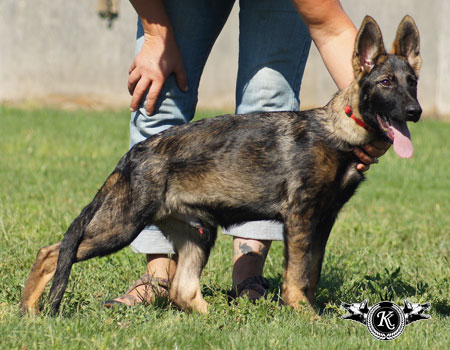 german shepherd puppies for sale