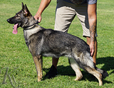 AKC registered german shepherd puppy / young adult for sale