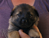 german shepherd puppy for sale