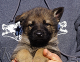 german shepherd puppy for sale