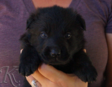 german shepherd puppy for sale