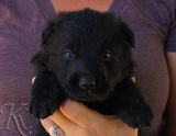 german shepherd puppy for sale