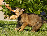 german shepherd puppies for sale