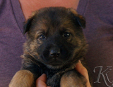 german shepherd puppy for sale