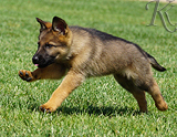 german shepherd puppy for sale