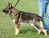 personal protection german shepherd dog for sale