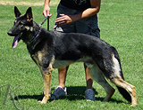 trained personal protection german shepherd dog for sale