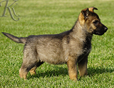 german shepherd puppy for sale