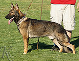 trained German Shepherd  dog for sale