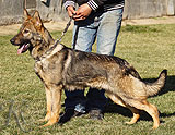 german shepherd puppy