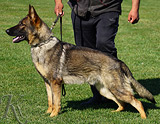 AKC registered trained personal protection german shepherd dog for sale