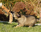 german shepherd puppies for sale