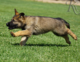 german shepherd puppy for sale