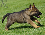 german shepherd puppy for sale