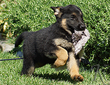 german shepherd puppy for sale