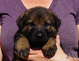 german shepherd puppy for sale