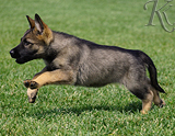 german shepherd puppy for sale