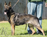 German Shepherd Uva