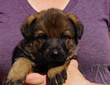 german shepherd puppy for sale