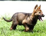 german shepherd puppies for sale