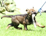 german shepherd puppies for sale