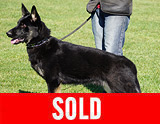 AKC registerd family companion german shepherd for sale