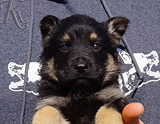 german shepherd puppy for sale