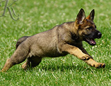 german shepherd puppy for sale