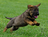 german shepherd puppy for sale