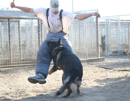 police dog training