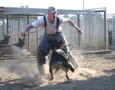 police dog training