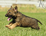 german shepherd puppy for sale