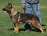 trained personal protection german shepherd dog for sale