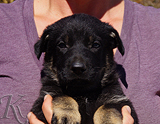 german shepherd puppy for sale