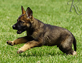 german shepherd puppy for sale