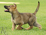 german shepherd puppy for sale