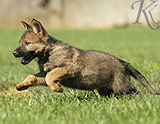 german shepherd puppy for sale