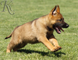 german shepherd puppies for sale