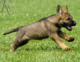 german shepherd puppy for sale