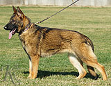 trained personal protection german shepherd dog for sale