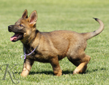 german shepherd puppies for sale