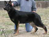 german shepherd  dog  Venom