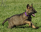 german shepherd puppy for sale