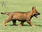 german shepherd puppies for sale