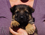 german shepherd puppy for sale