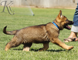 german shepherd puppies for sale