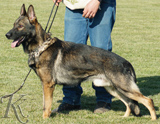 personal protection german shepherd dog for sale