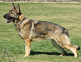 German Shepherd dog